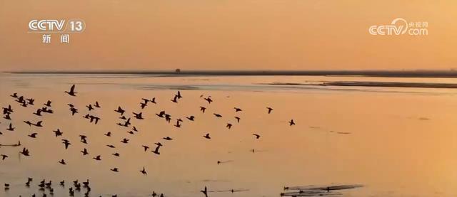 上万只候鸟再现“落日飞天” 黄河湿地成迁徙乐园